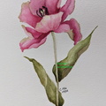 Spectacular Tulip