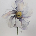 White poppy attempt 1